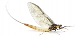 Mayfly Dun