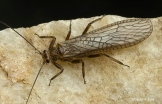 Stonefly Adult