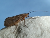 Tie Caddisfly Adult 1