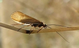 Tie Caddisfly Adult 3