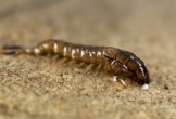 Tie Caddisfly Larva 1