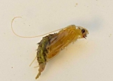 Tie Caddisfly Pupa 1