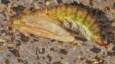 Tie Caddisfly Pupa 2