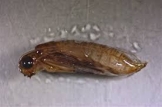 Tie Caddisfly Pupa 3