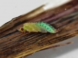 Tie Caddisfly Pupa 4