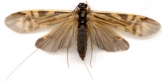 Tie Caddisfly Spent 2