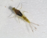 Tie Mayfly Nymph 3