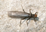 Tie Stonefly Adult 1