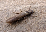 Tie Stonefly Adult 2