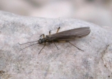 Tie Stonefly Adult 4