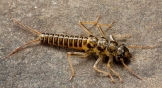 Tie Stonefly Nymph 1