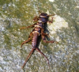 Tie Stonefly Nymph 2