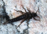 Tie Stonefly Nymph 4