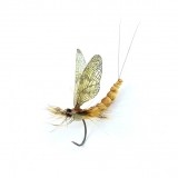 Mayfly Adult 