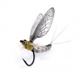 Mayfly Adult