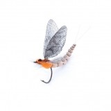 Mayfly Adult