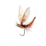 Mayfly Adulto