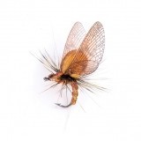 Mayfly Emergente