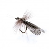 Mouche Caddis Adulte