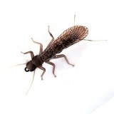 Stonefly Adulto