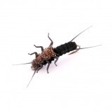 Stonefly Ninfa