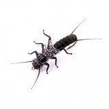 Stonefly Ninfa